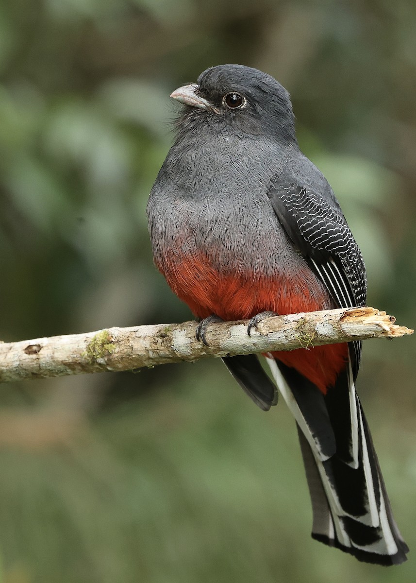 Surucua Trogon - ML640093084