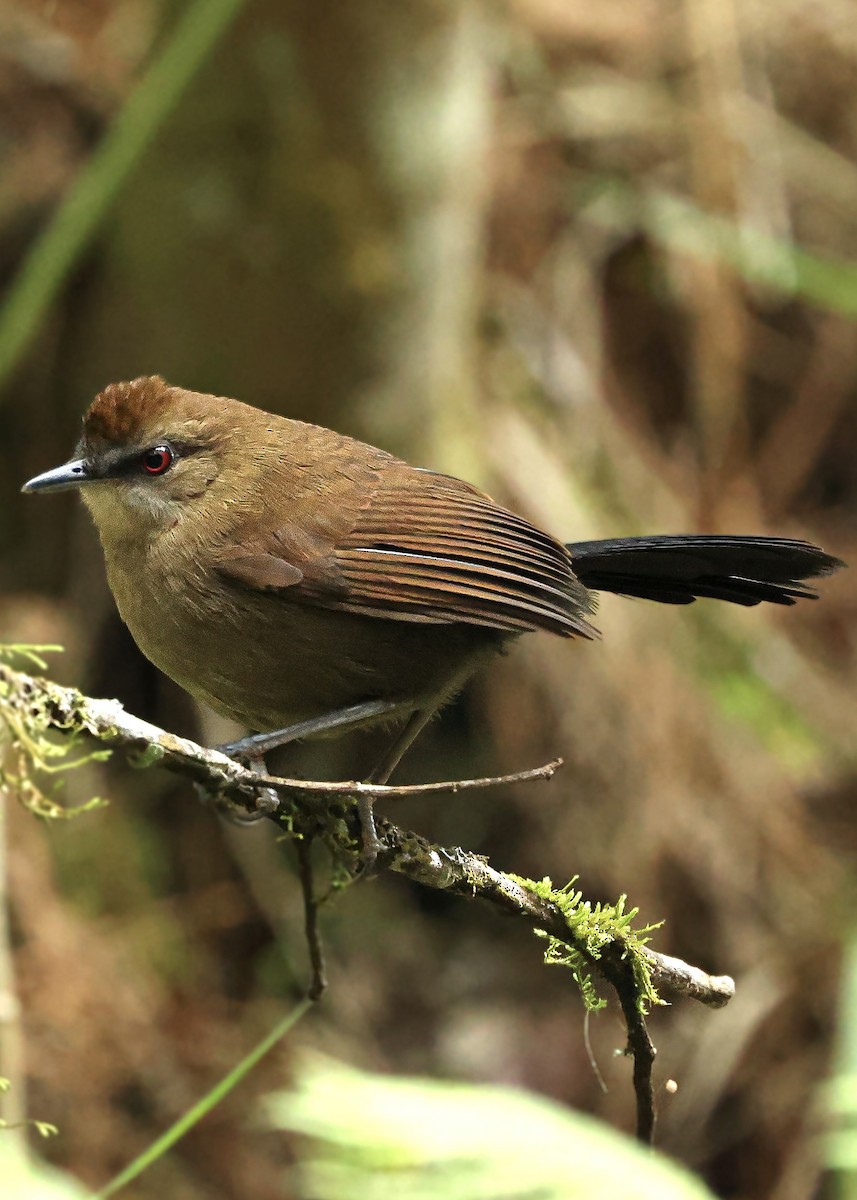 White-shouldered Fire-eye - ML640093107