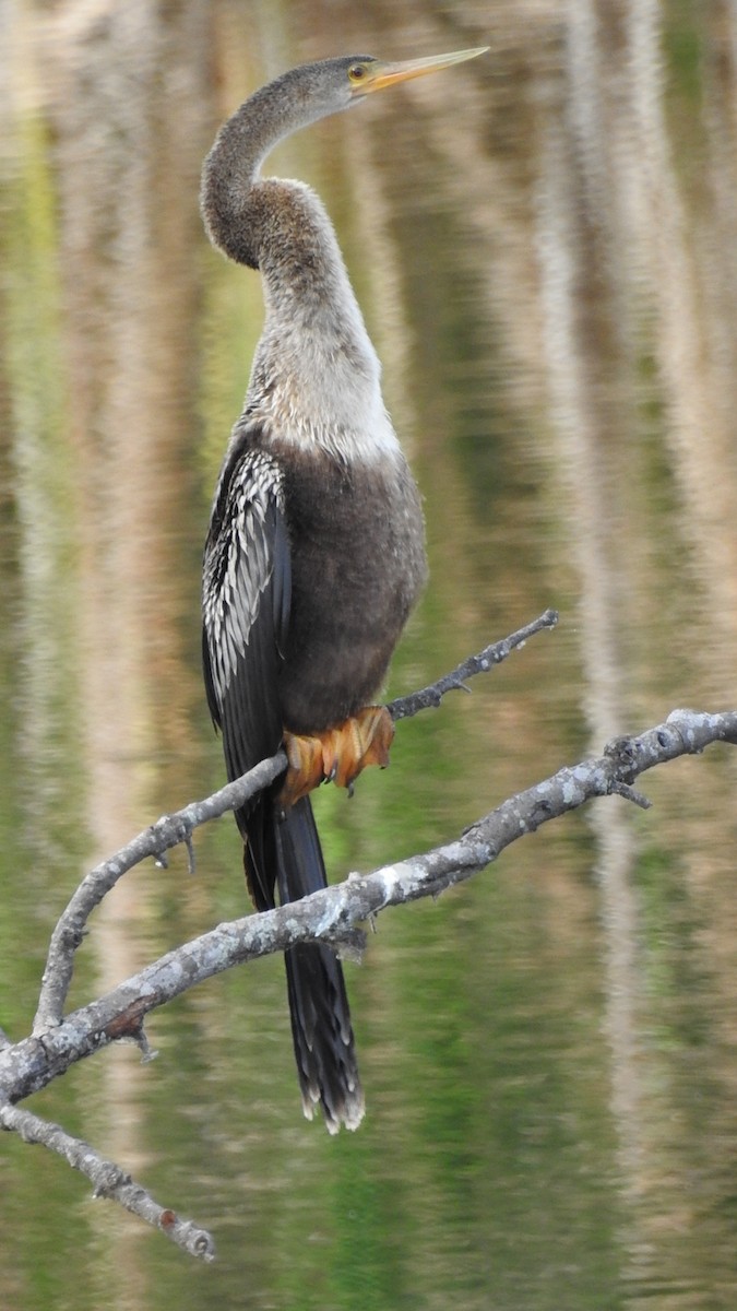 Amerika-Schlangenhalsvogel - ML640093120