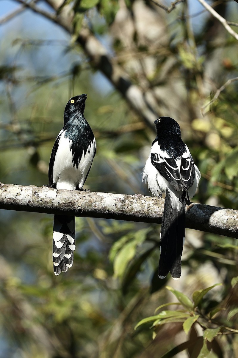 Magpie Tanager - ML640093122