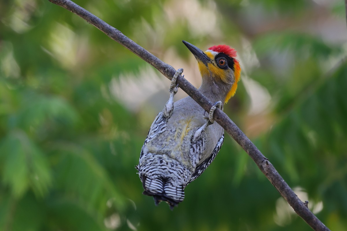 Golden-cheeked Woodpecker - ML640093161