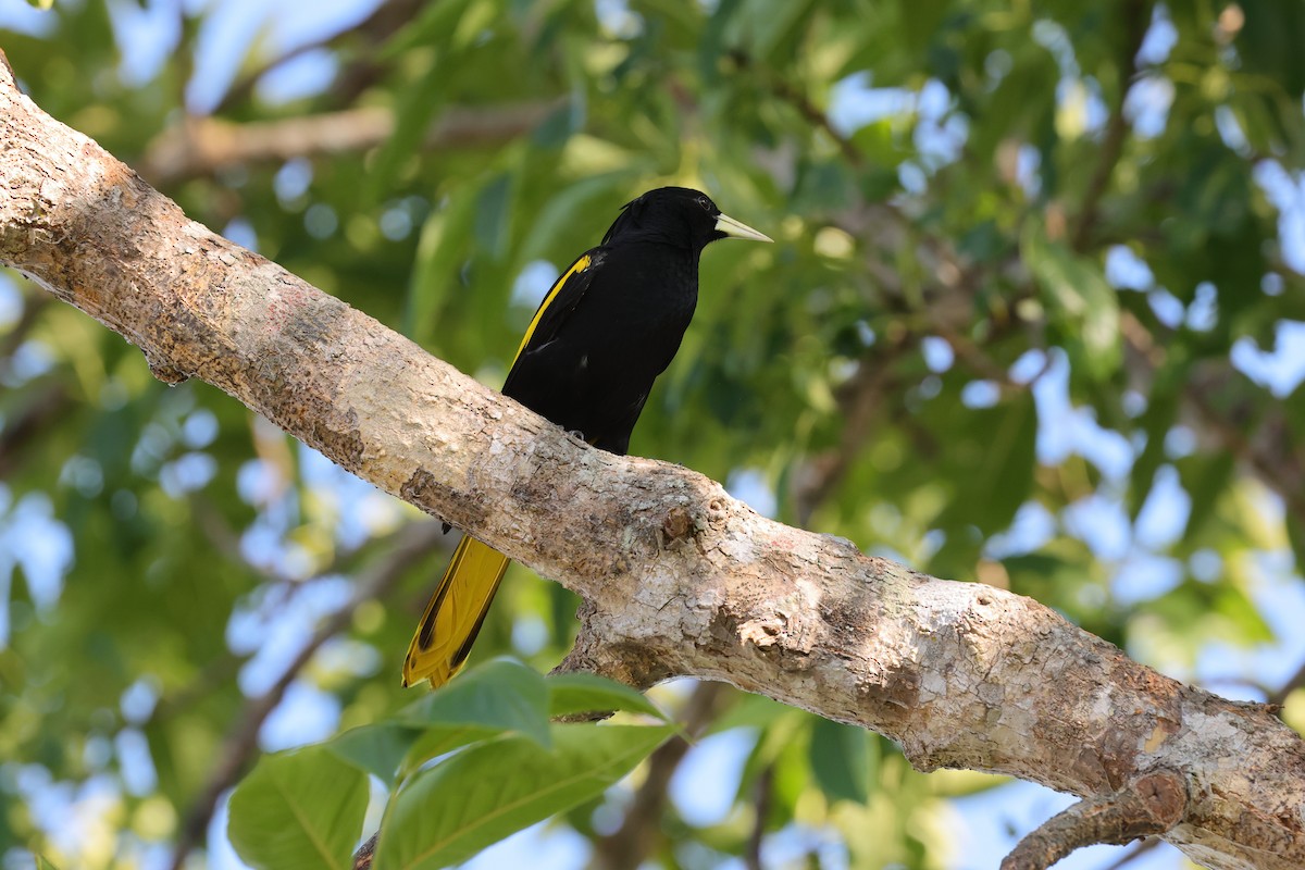 Yellow-winged Cacique - ML640093182