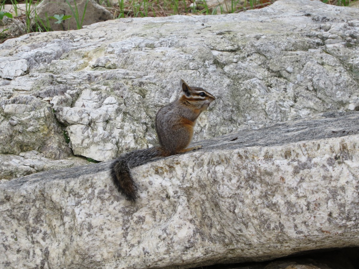 Cliff Chipmunk - ML640093234