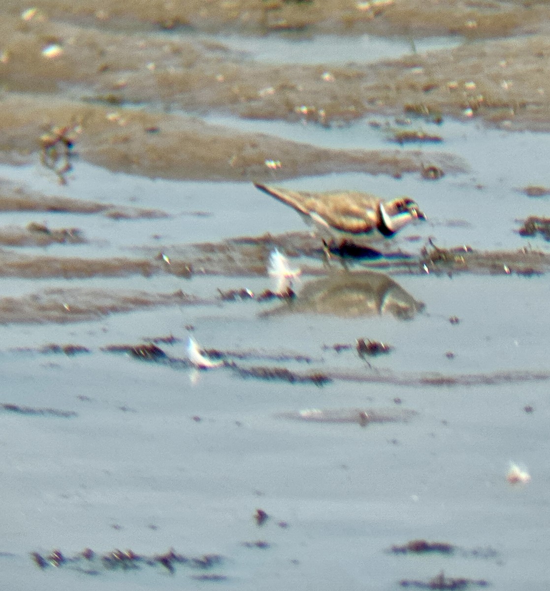Semipalmated Plover - ML640093268