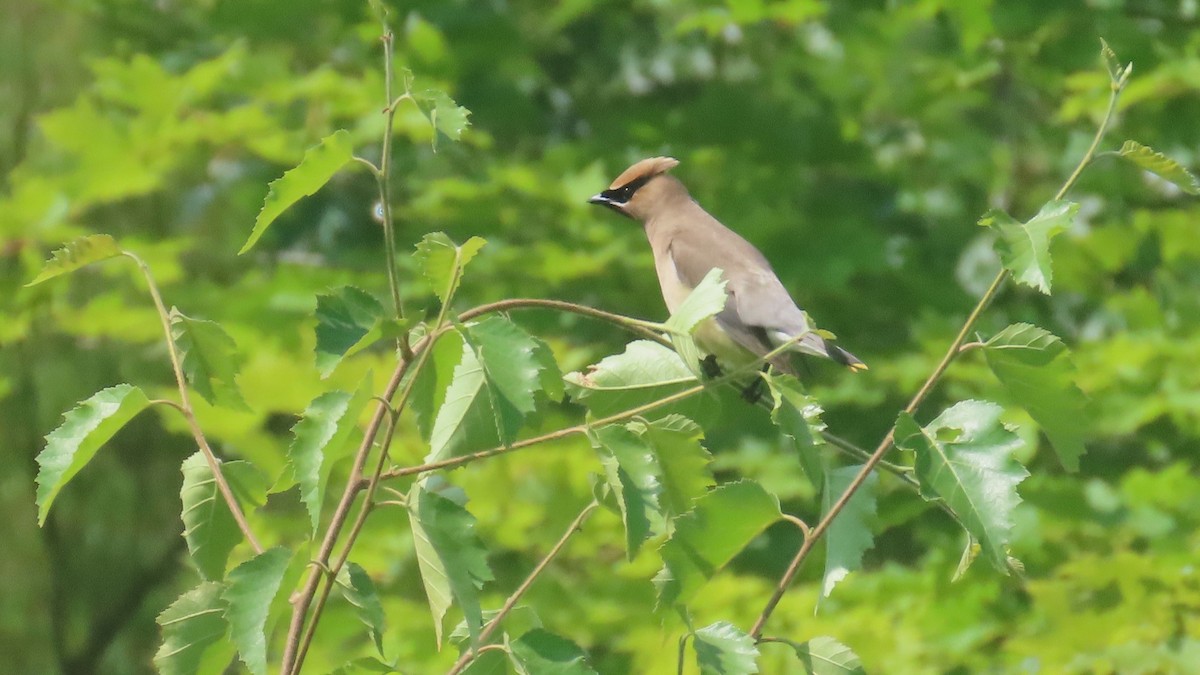 Cedar Waxwing - ML640093276