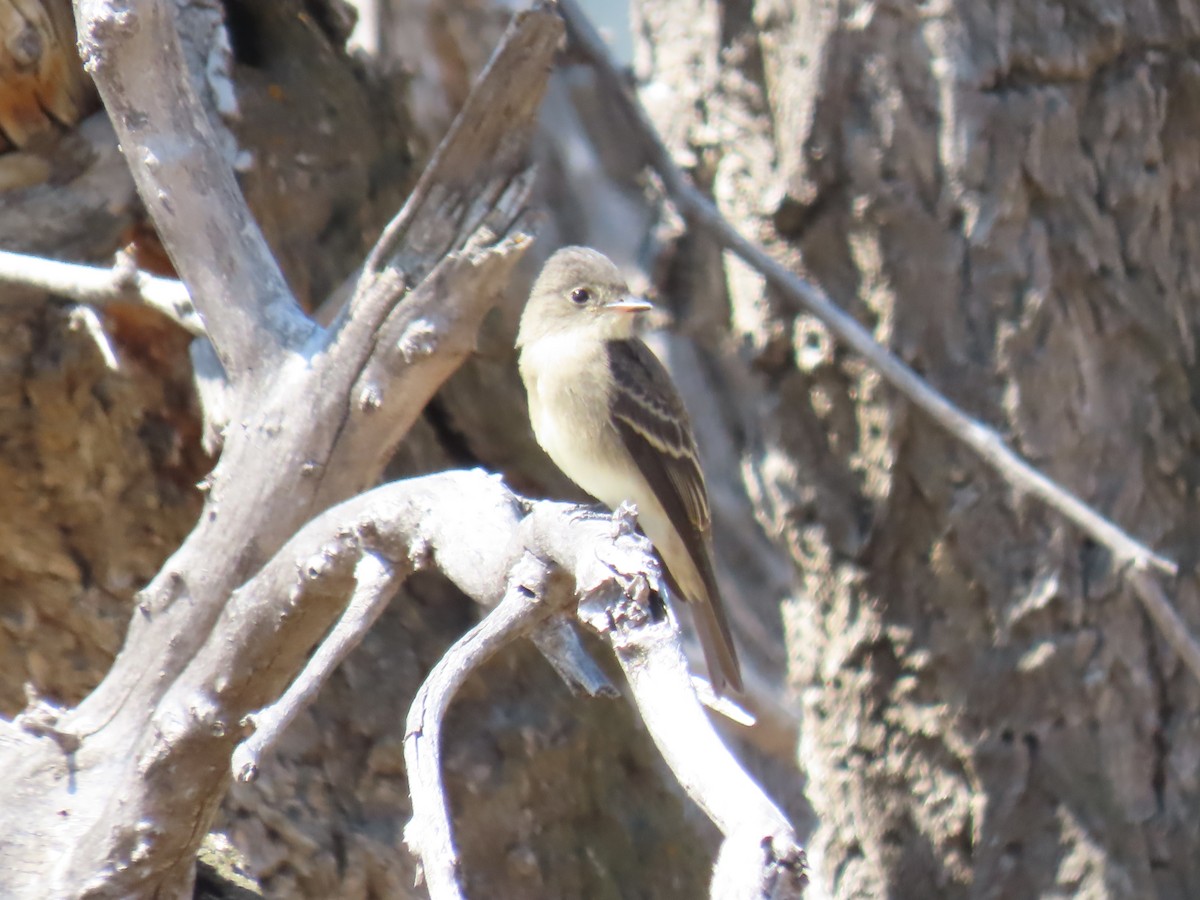 Western Wood-Pewee - ML640093344