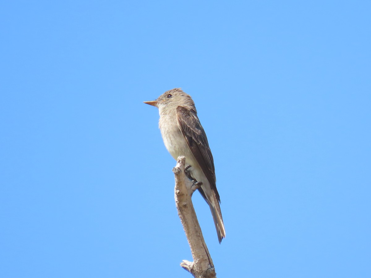 Western Wood-Pewee - ML640093346