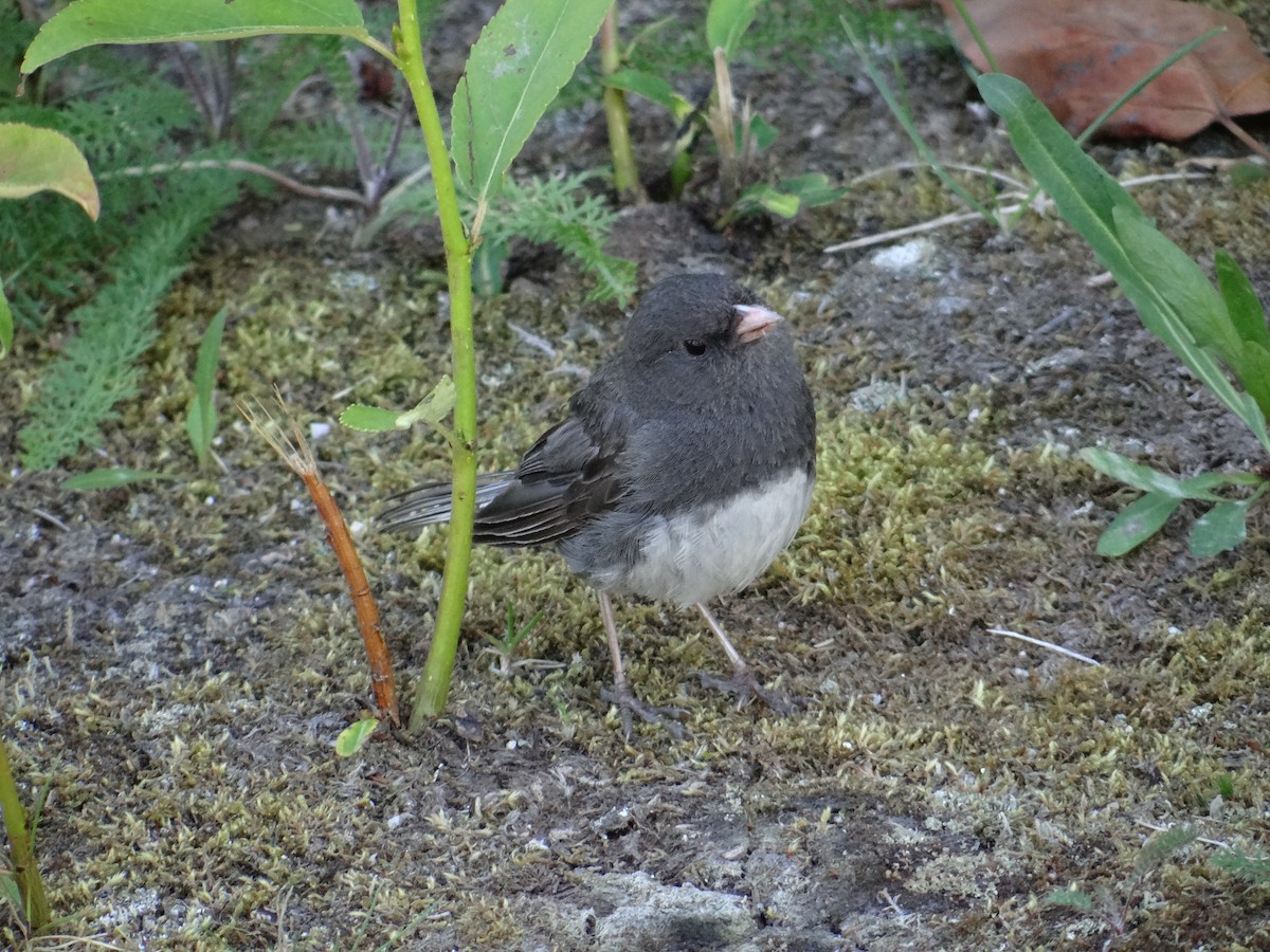 Kara Gözlü Junko (hyemalis/carolinensis) - ML640093406