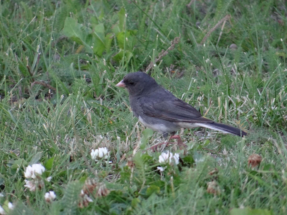 Kara Gözlü Junko (hyemalis/carolinensis) - ML640093407
