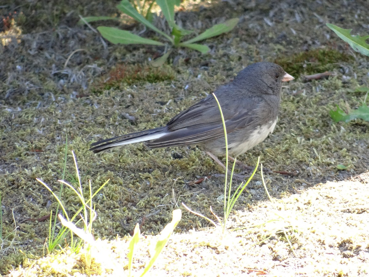 Kara Gözlü Junko (hyemalis/carolinensis) - ML640093408