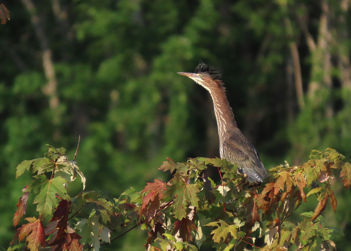 Grünreiher - ML640093422