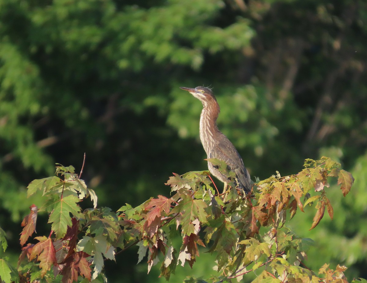 Grünreiher - ML640093431