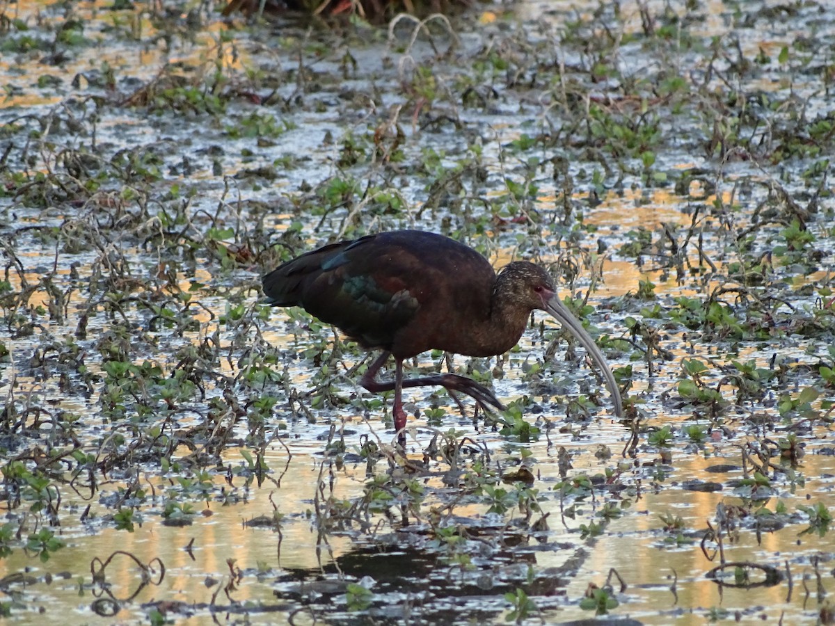 White-faced Ibis - ML640093464