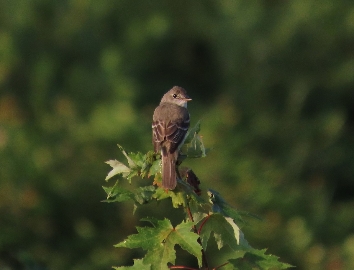 Weidenschnäppertyrann - ML640093482
