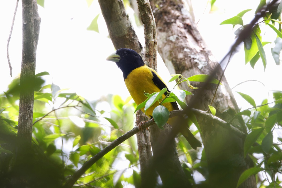Hooded Grosbeak - ML640093499