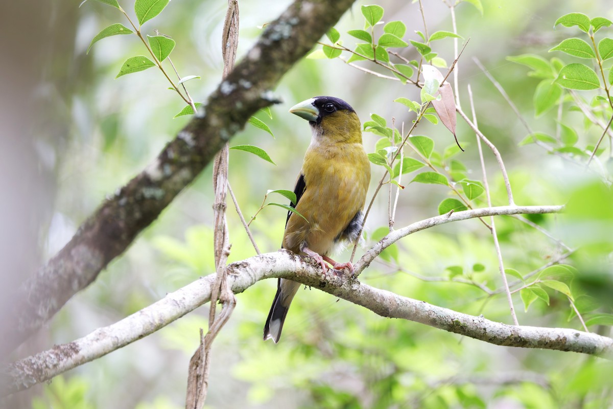 Hooded Grosbeak - ML640093501