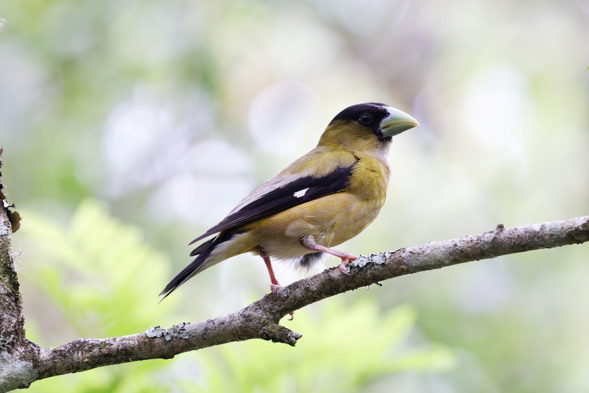 Hooded Grosbeak - ML640093504