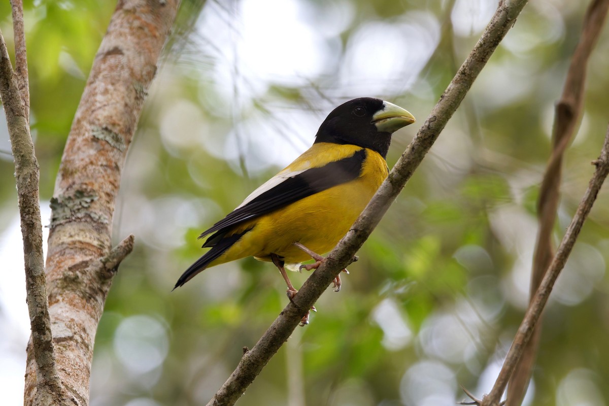 Hooded Grosbeak - ML640093505