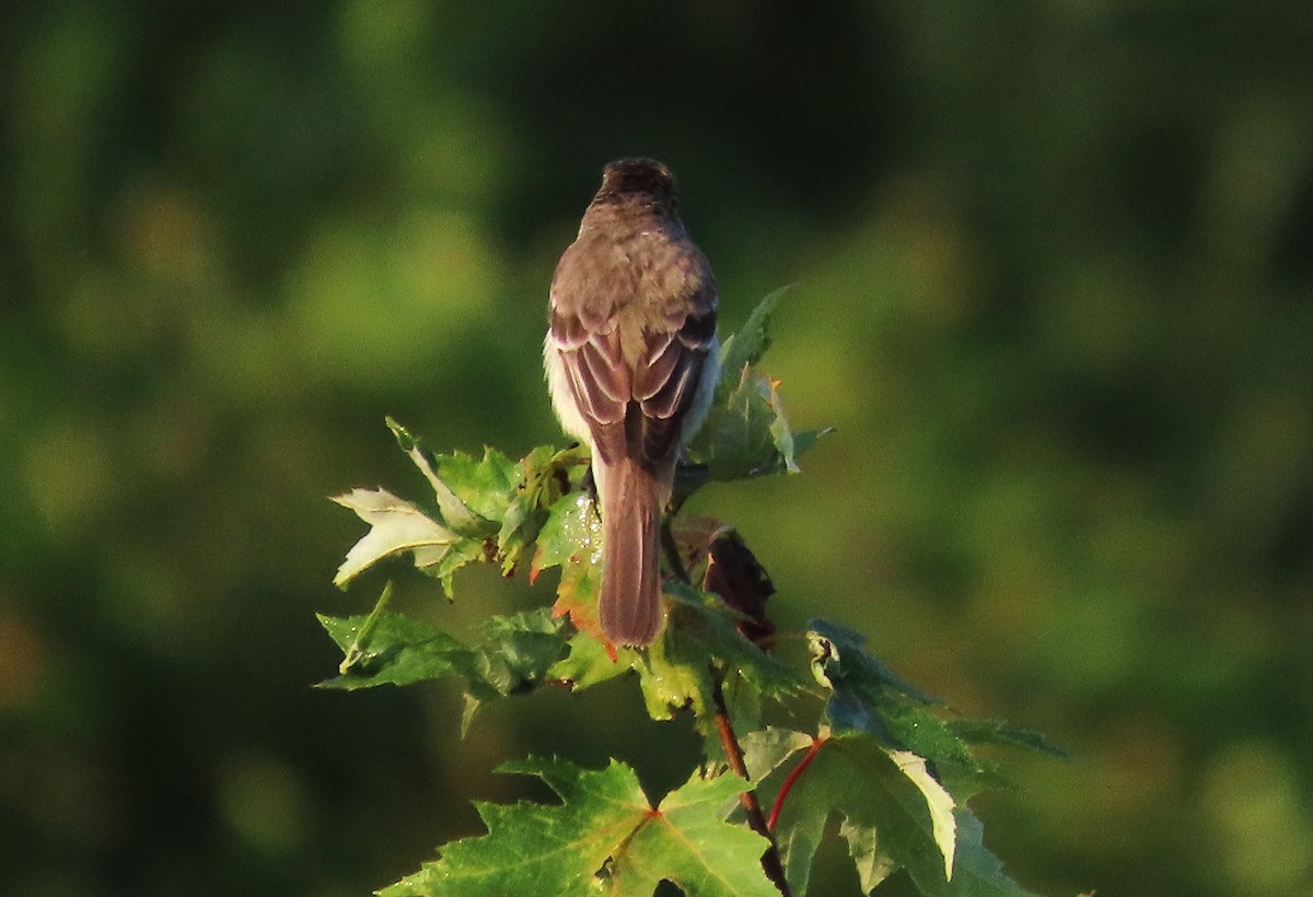 Weidenschnäppertyrann - ML640093520