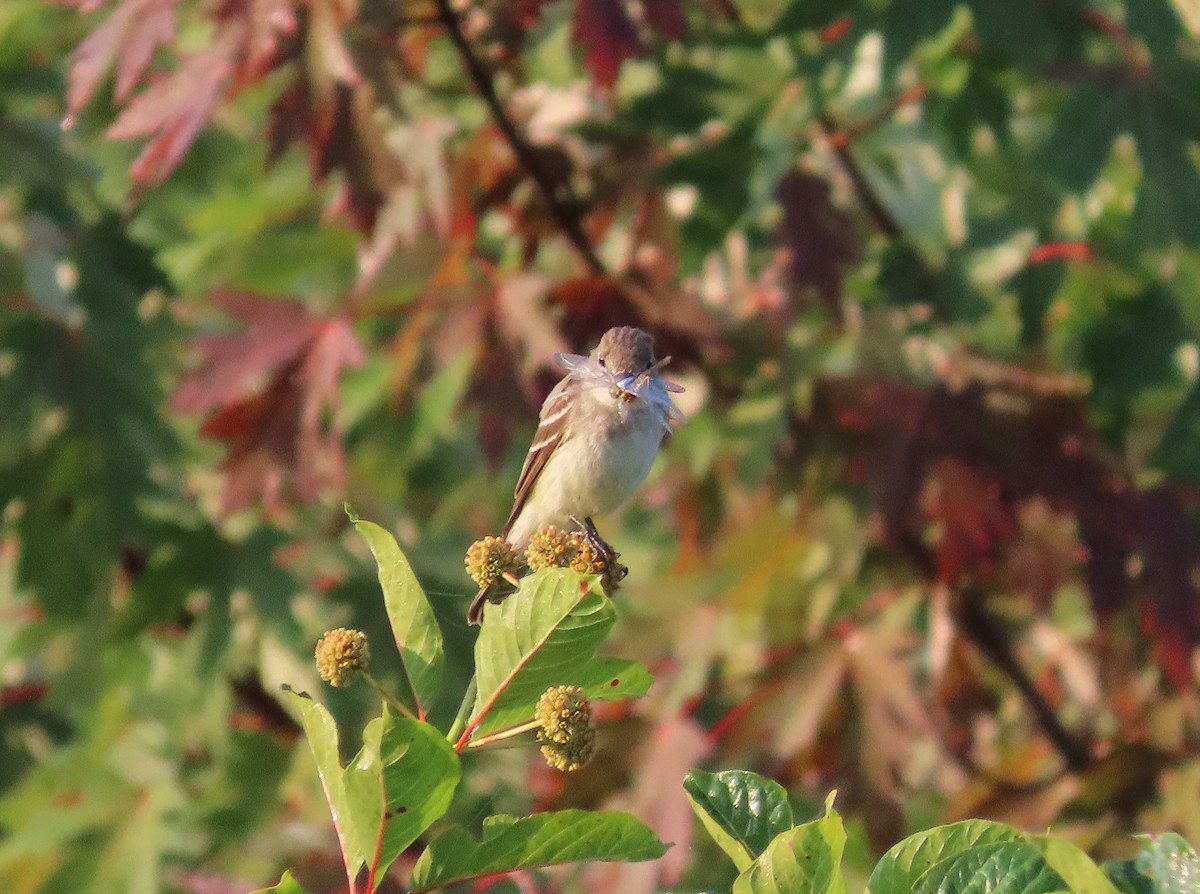 Weidenschnäppertyrann - ML640093538