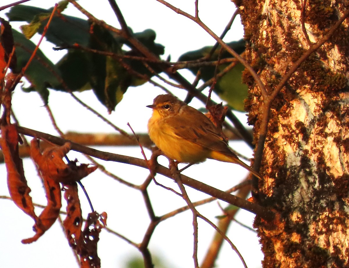 Palmenwaldsänger - ML640093587