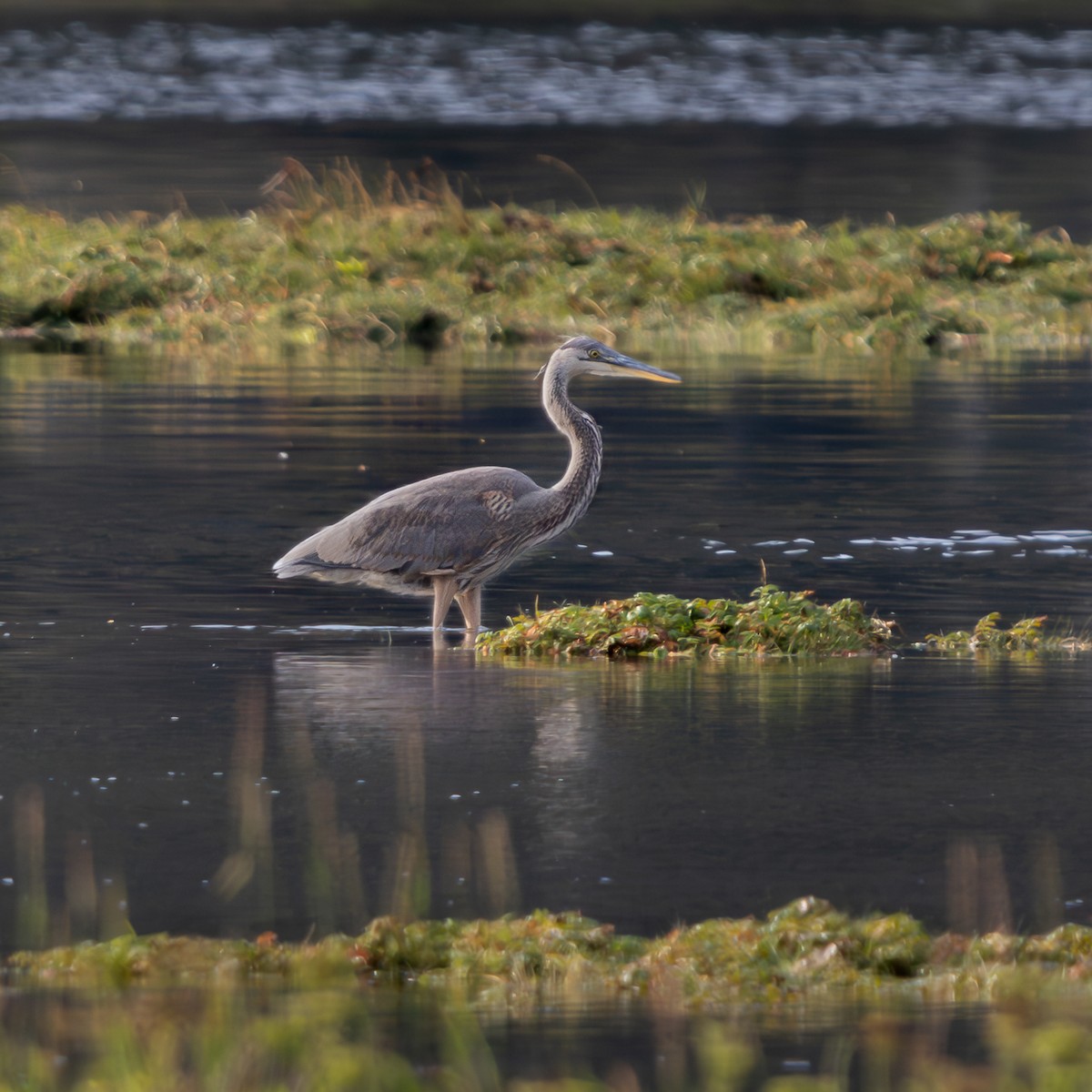 Great Blue Heron - ML640093601