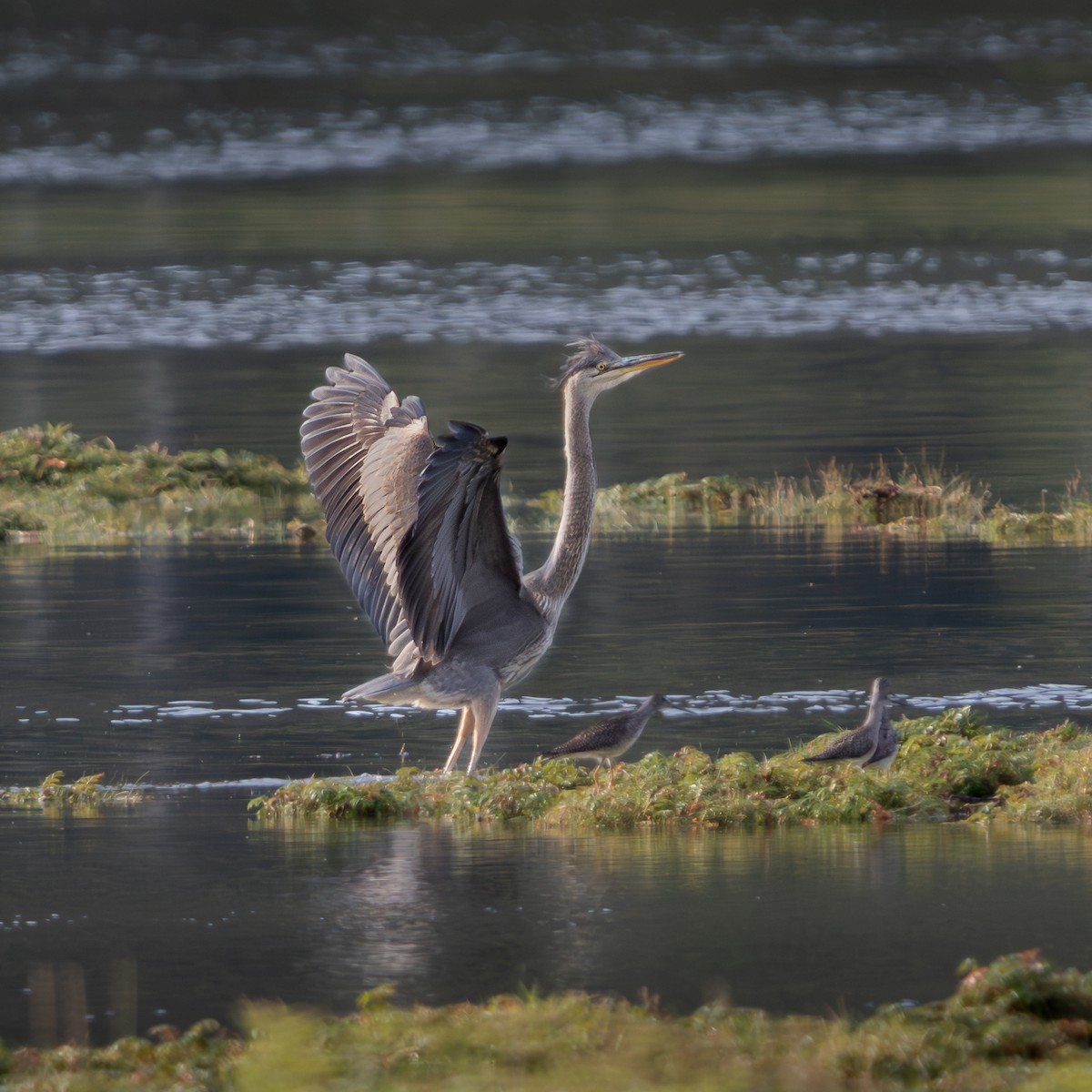 Great Blue Heron - ML640093602