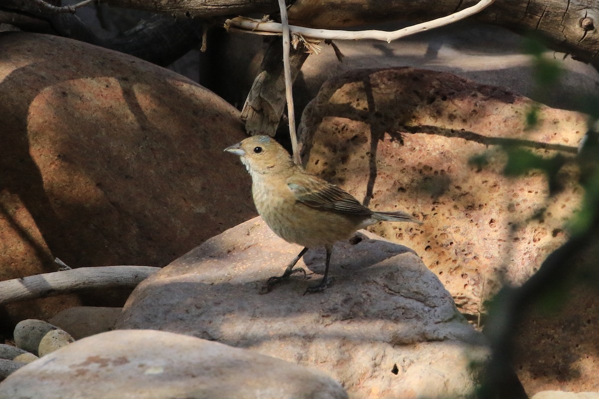 Indigo Bunting - ML640093762