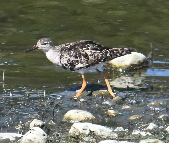 流蘇鷸 - ML640093801