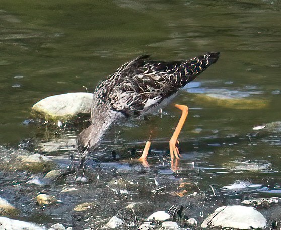 流蘇鷸 - ML640093802
