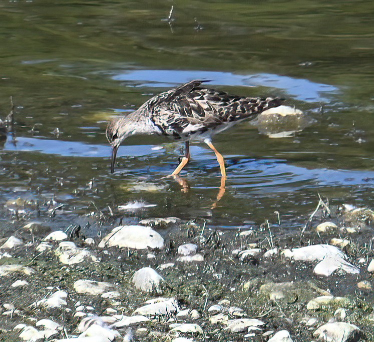 流蘇鷸 - ML640093803