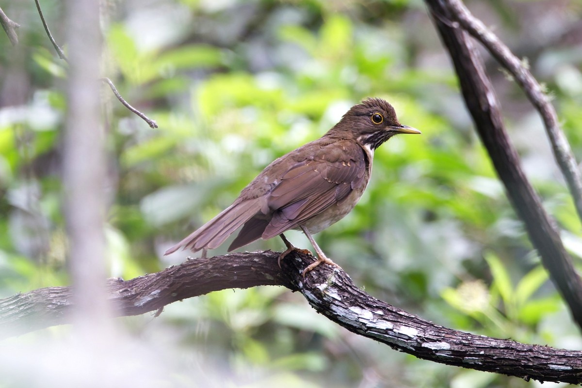 White-throated Thrush - ML640093892