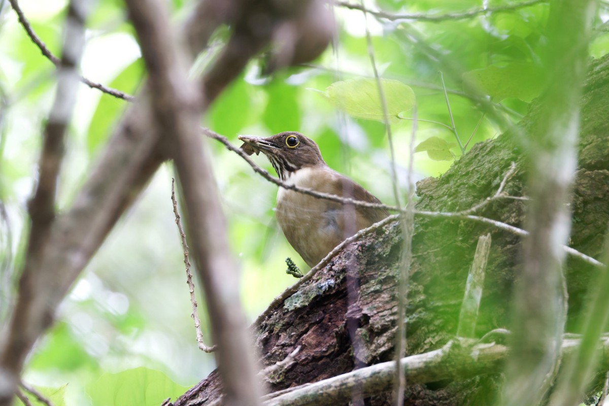White-throated Thrush - ML640093899