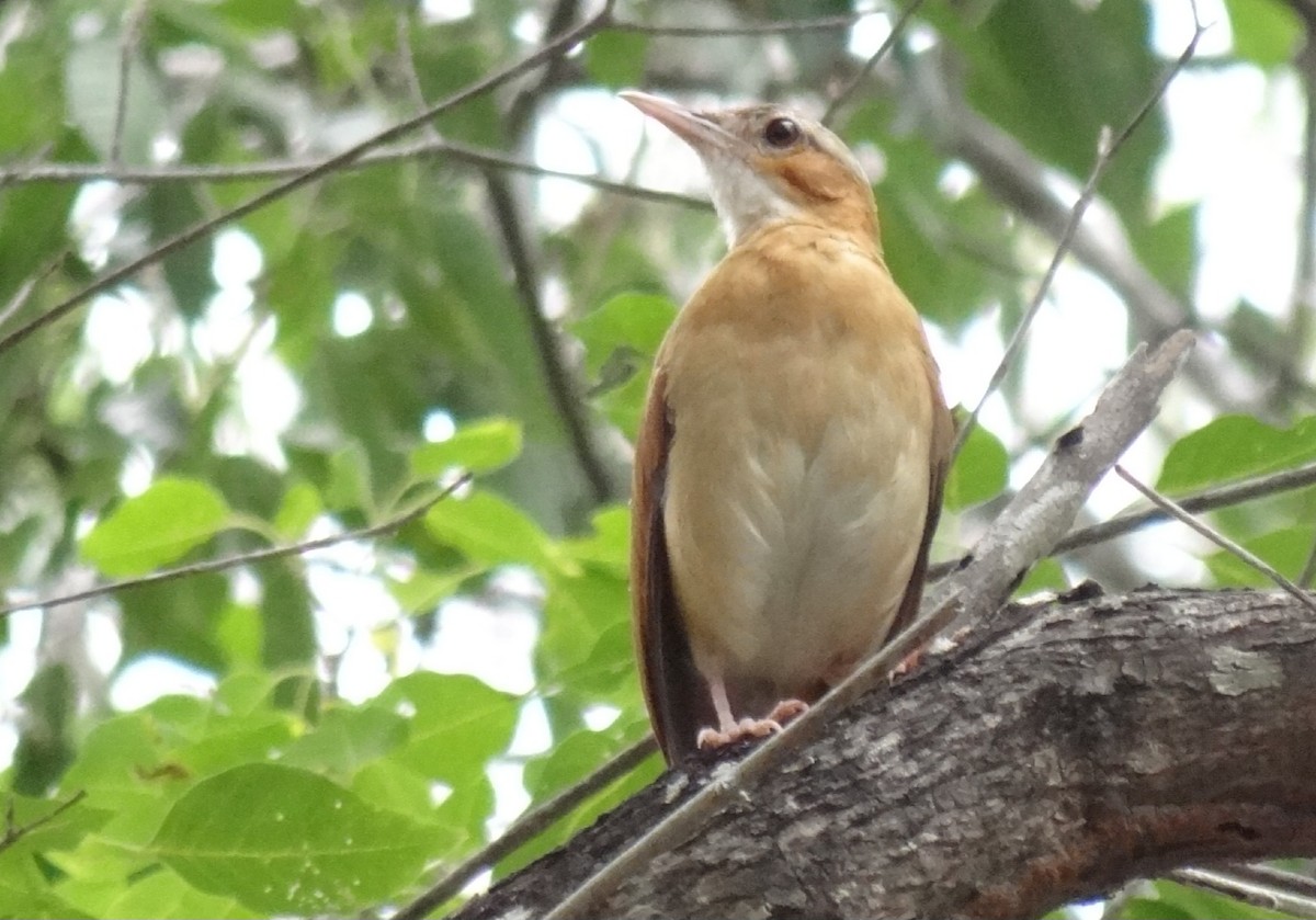 Fournier du Venezuela - ML640093999