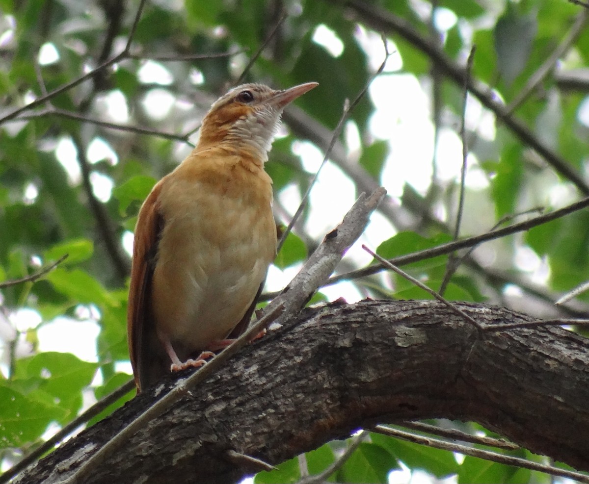 Fournier du Venezuela - ML640094000