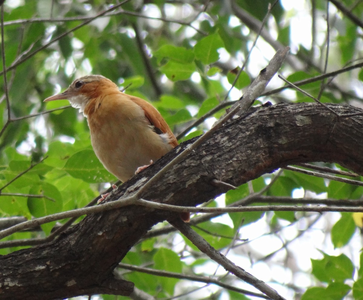 Fournier du Venezuela - ML640094021