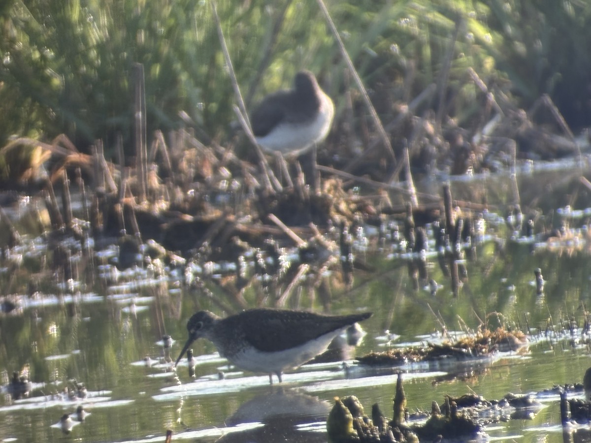 Einsiedelwasserläufer - ML640094027