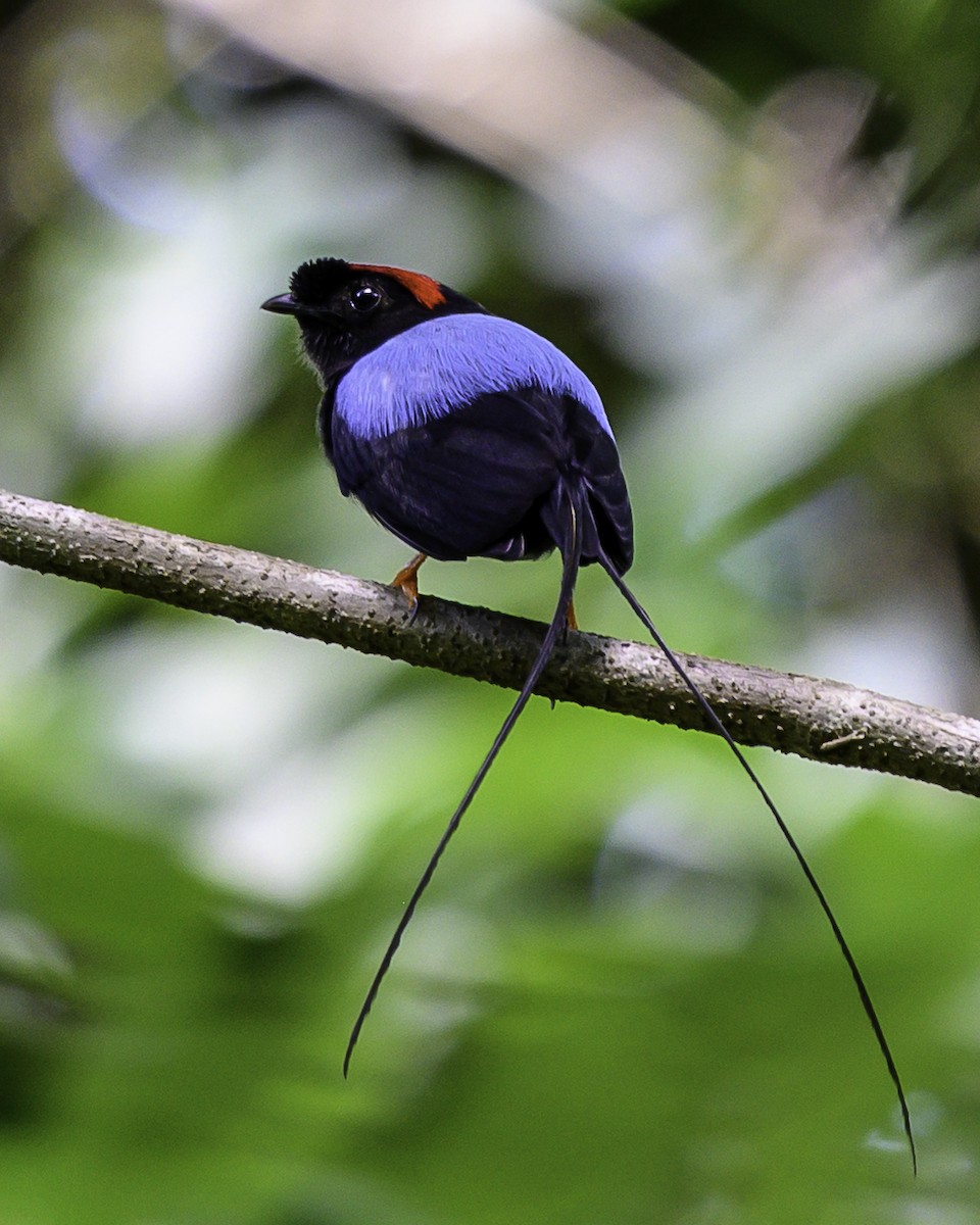 Long-tailed Manakin - ML640094038
