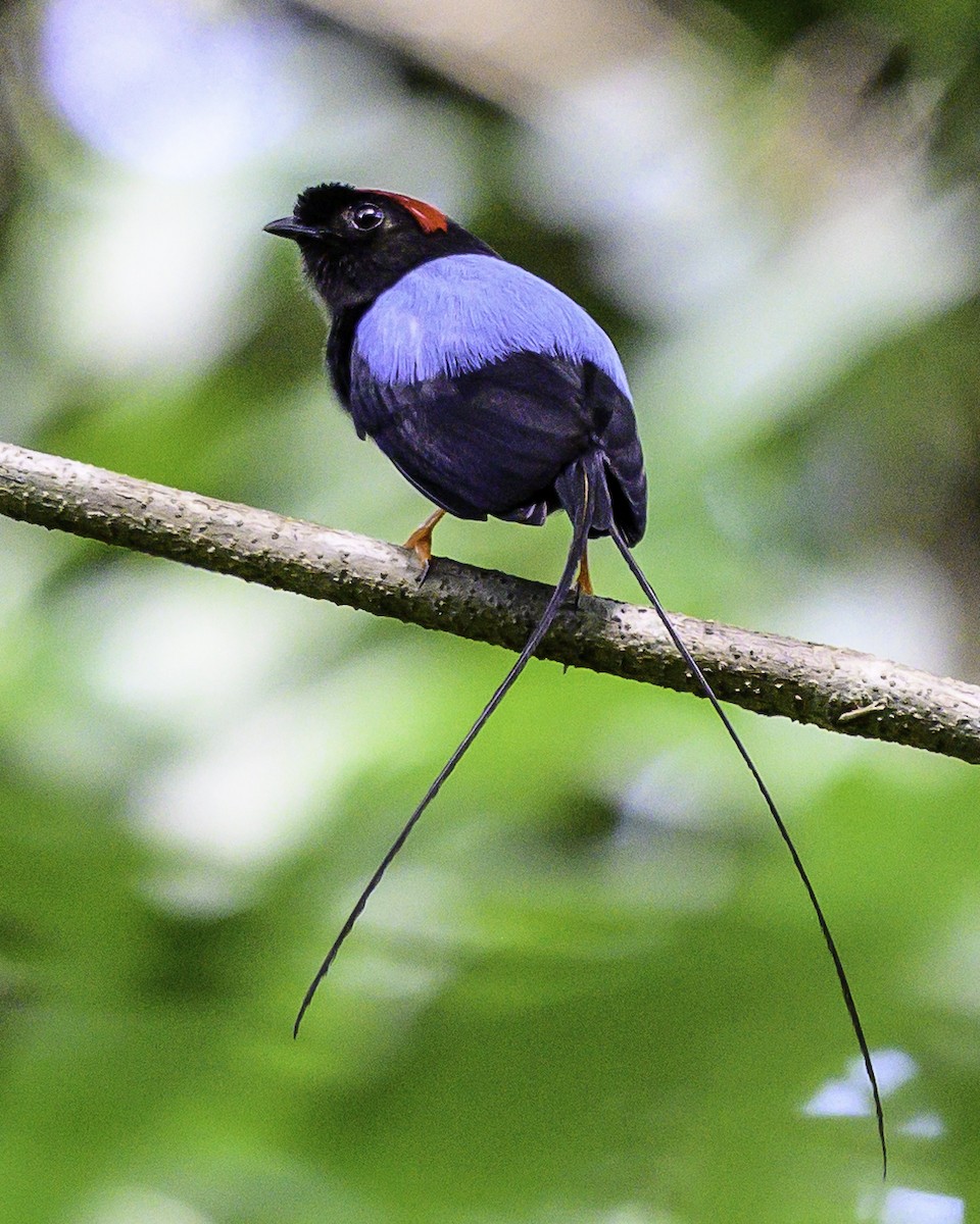 Long-tailed Manakin - ML640094039