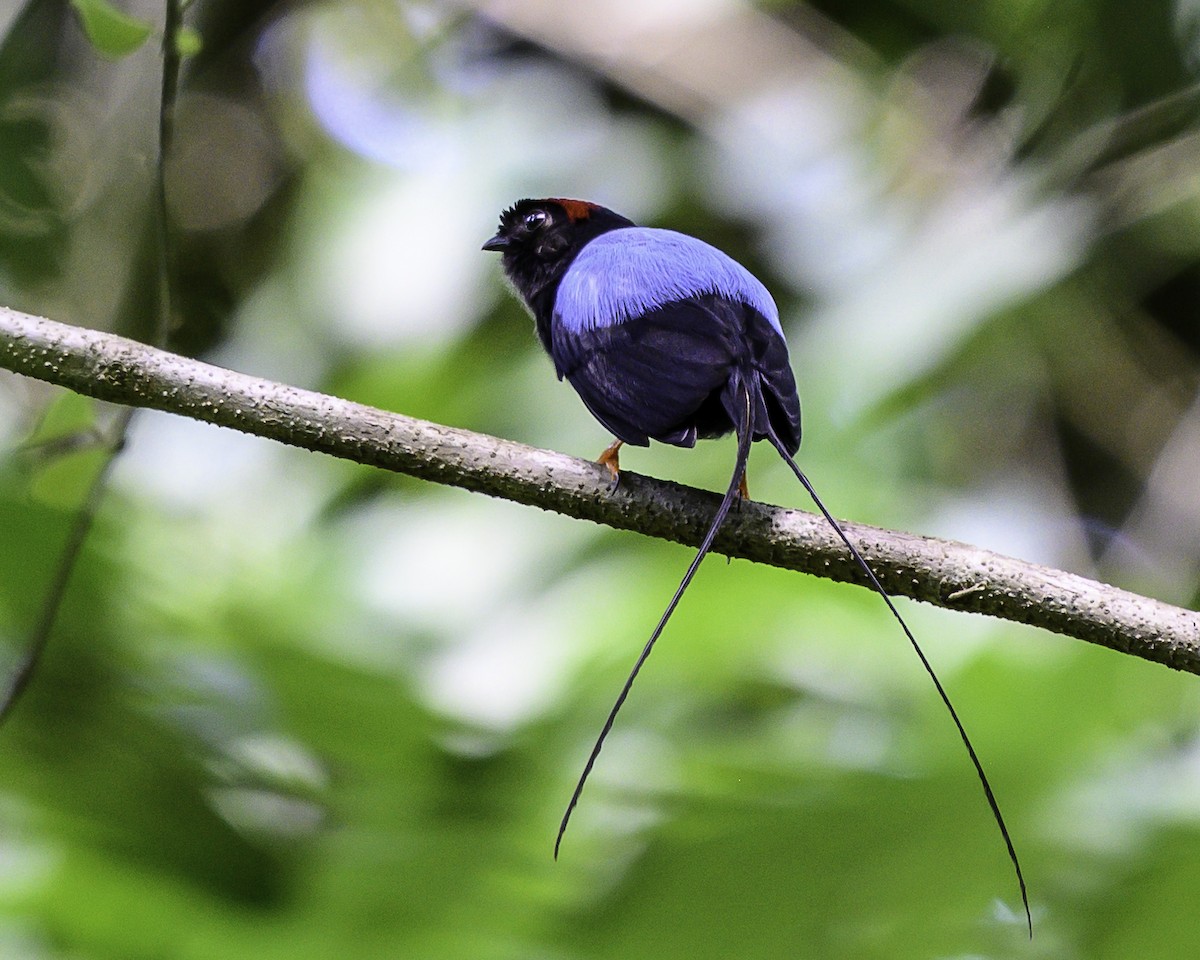 Long-tailed Manakin - ML640094040
