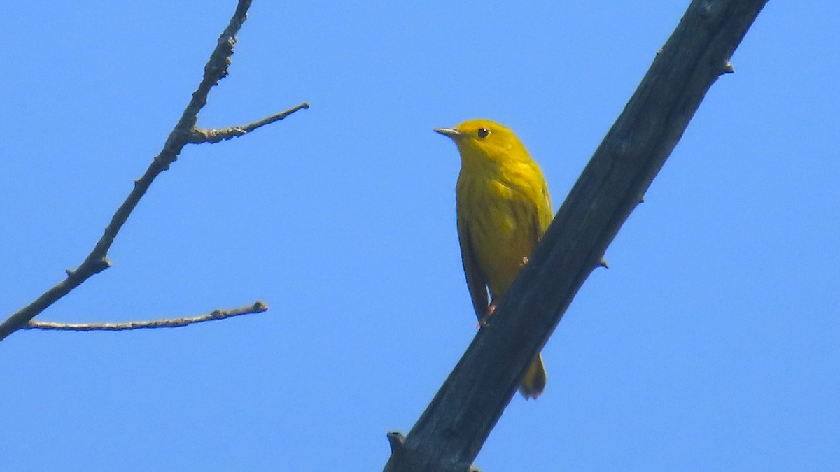 Yellow Warbler - ML640094076