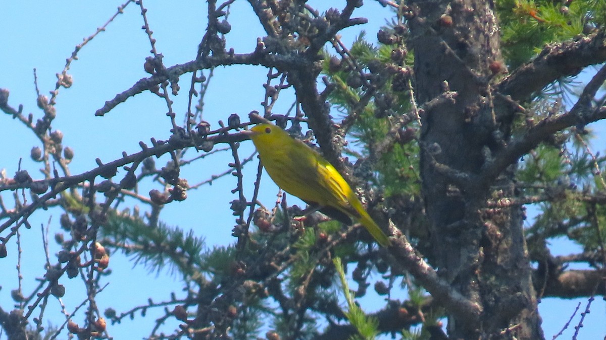 Yellow Warbler - ML640094077