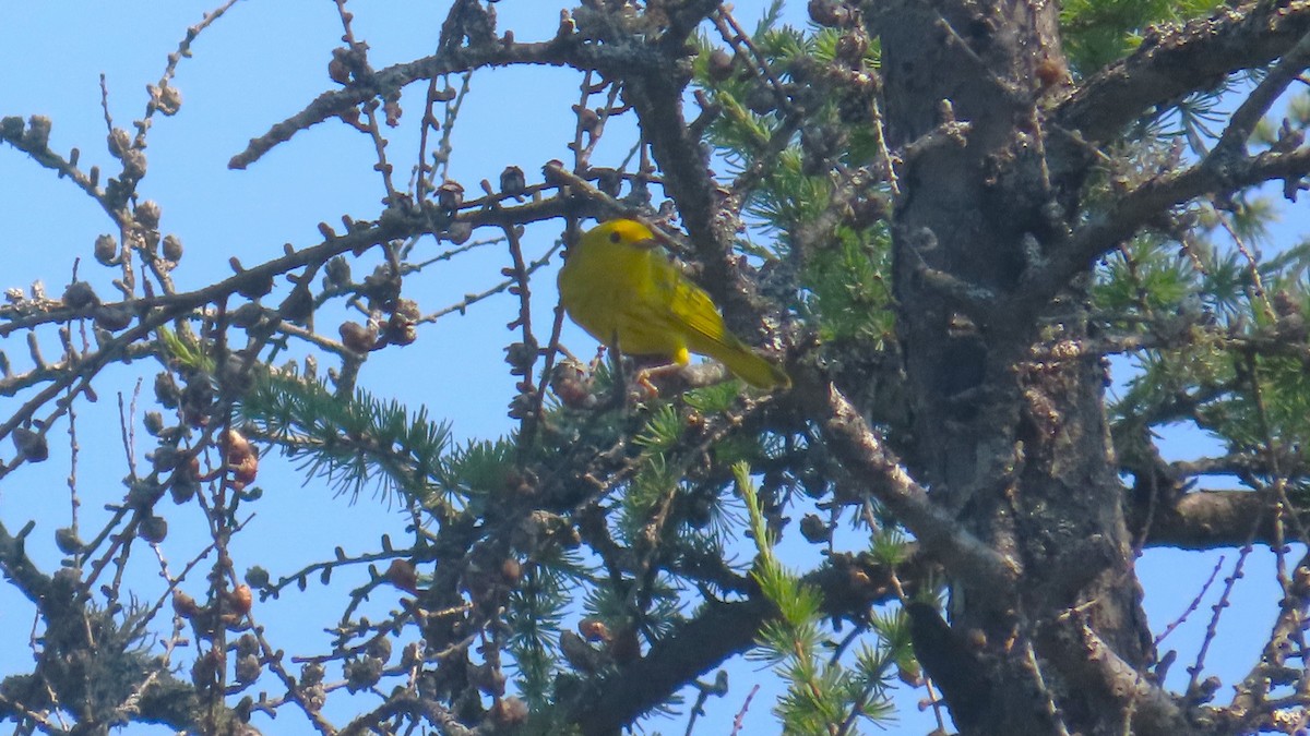 Yellow Warbler - ML640094079