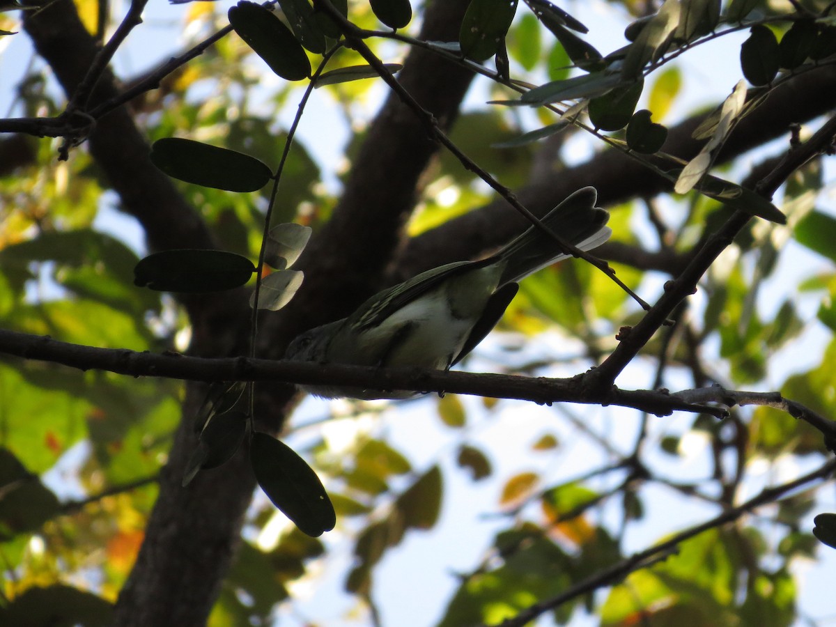 Gray-headed Elaenia - ML640094082