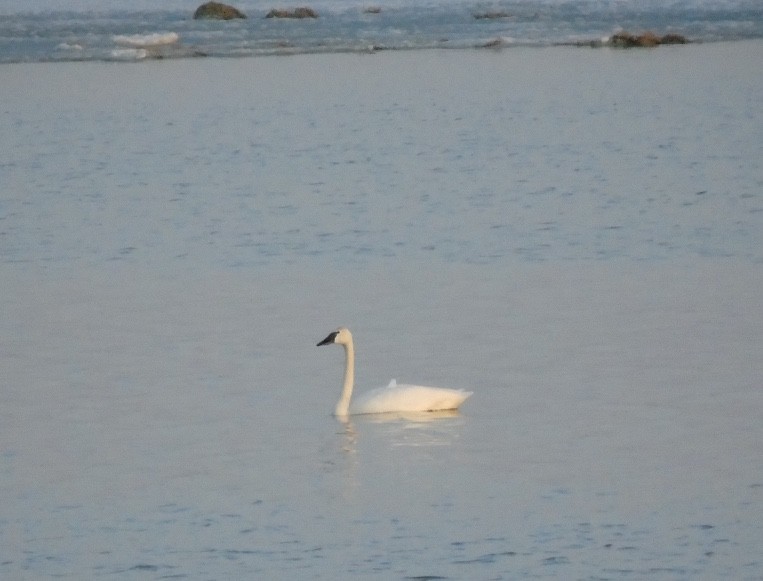 Trumpeter Swan - ML640094121