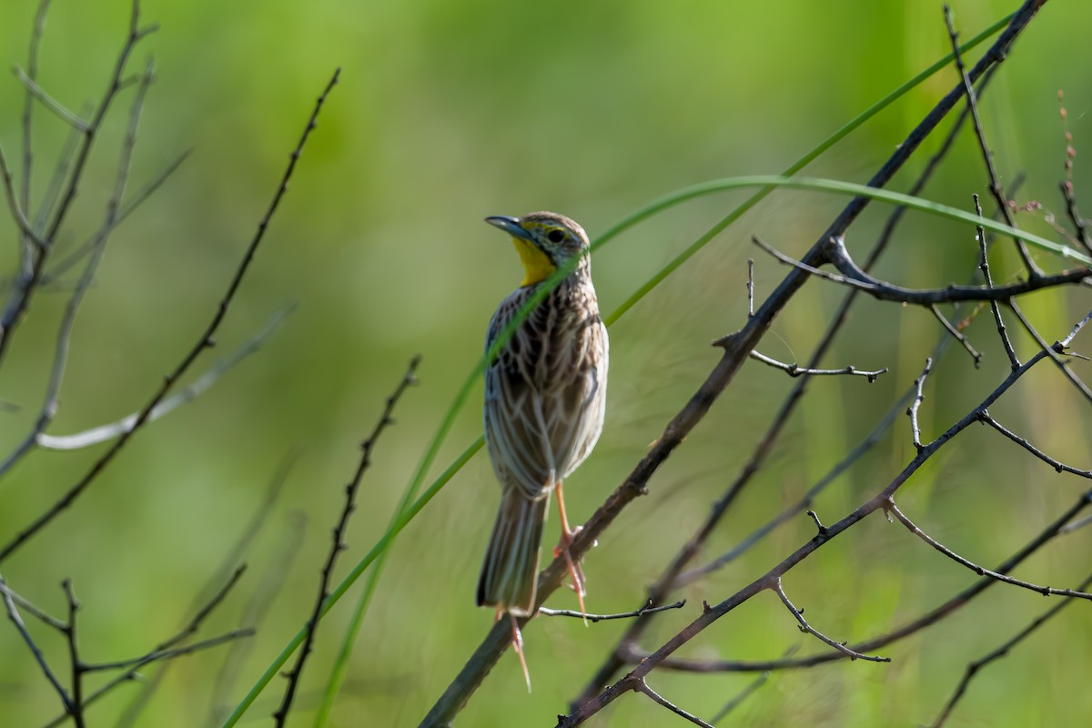 Pangani Longclaw - ML640094134