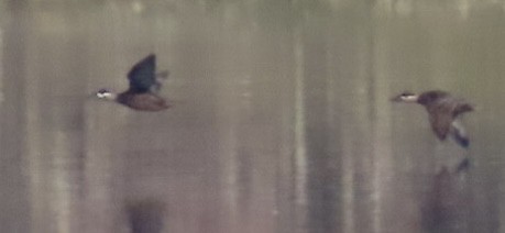 Ruddy Duck - ML640094181