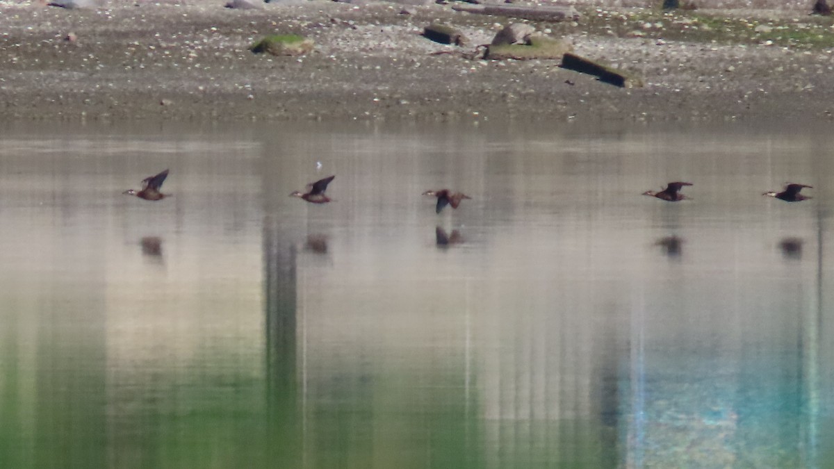 Ruddy Duck - ML640094182