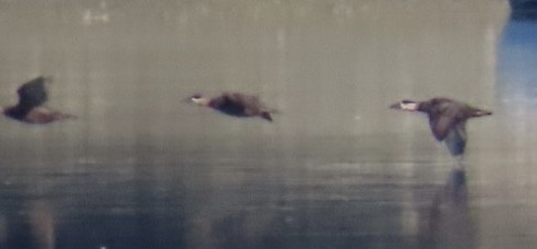 Ruddy Duck - ML640094183