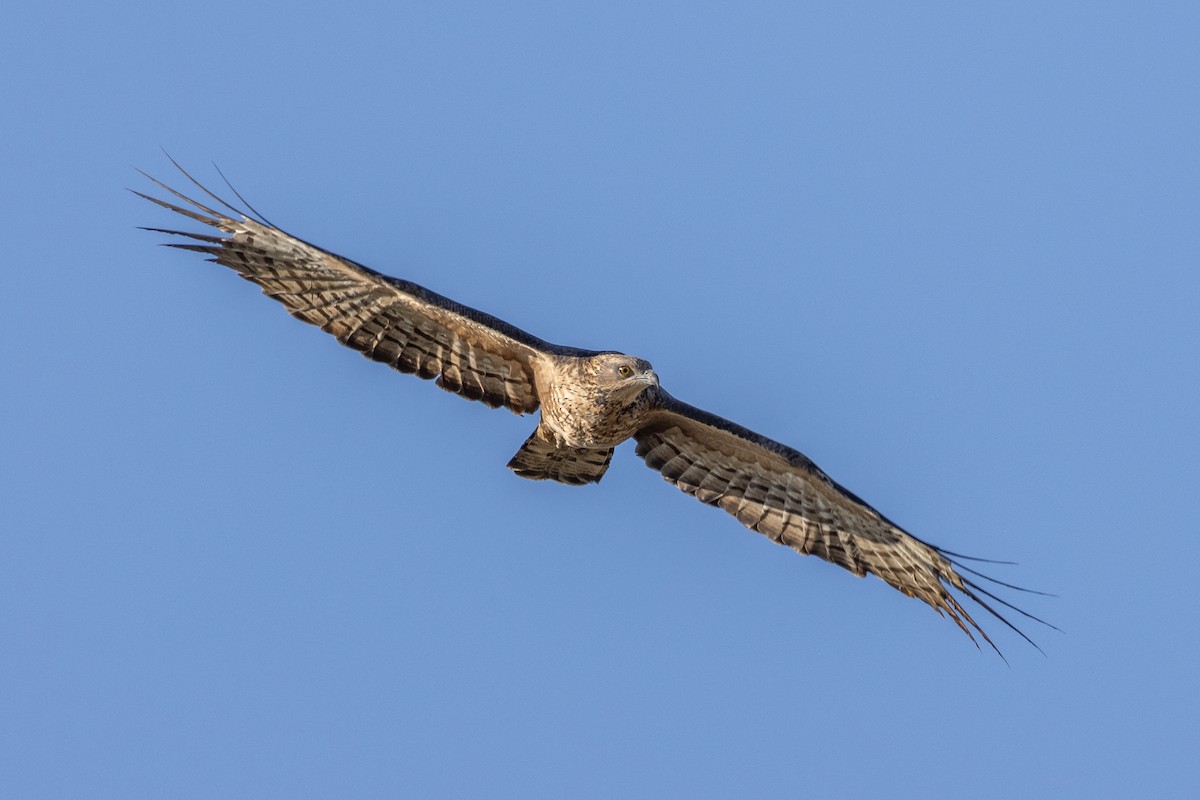 Falco pecchiaiolo orientale - ML640094202
